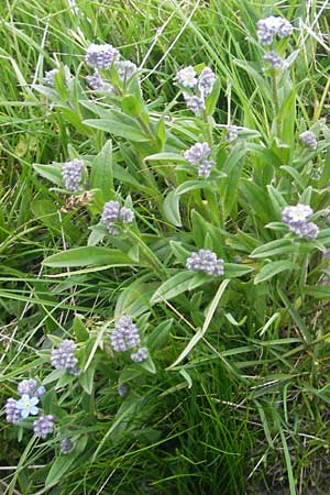 Myosotis alpestris \ Alpen-Vergissmeinnicht / Alpine Forget-me-not, A Kärnten/Carinthia, Petzen 2.7.2010
