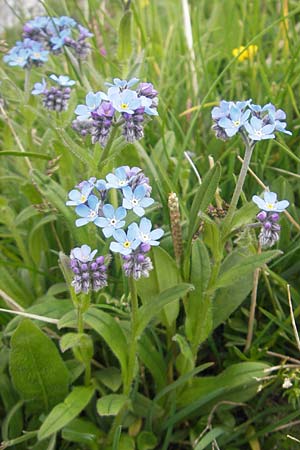 Myosotis alpestris \ Alpen-Vergissmeinnicht / Alpine Forget-me-not, A Kärnten/Carinthia, Petzen 2.7.2010