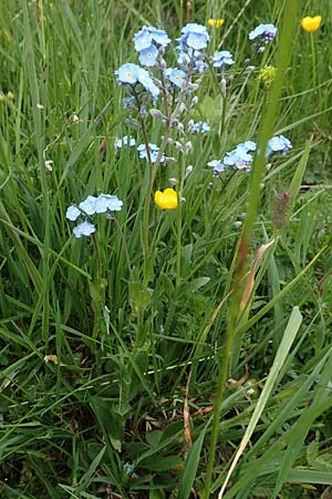Myosotis alpestris \ Alpen-Vergissmeinnicht / Alpine Forget-me-not, A Osttirol, Golzentipp 12.7.2019