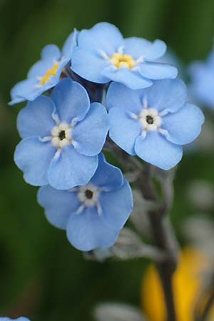 Myosotis alpestris \ Alpen-Vergissmeinnicht / Alpine Forget-me-not, A Osttirol, Golzentipp 12.7.2019