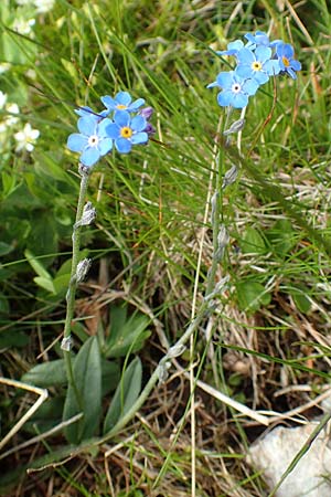 Myosotis alpestris \ Alpen-Vergissmeinnicht / Alpine Forget-me-not, A Schneealpe 30.6.2020