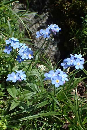 Myosotis alpestris \ Alpen-Vergissmeinnicht / Alpine Forget-me-not, A Kolm Saigurn 2.7.2025