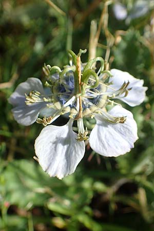 Nigella arvensis \ Acker-Schwarzkmmel / Field Black Cumin, Wild Fennel, A Weikersdorf am Steinfeld 2.7.2020