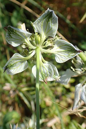 Nigella arvensis \ Acker-Schwarzkmmel / Field Black Cumin, Wild Fennel, A Weikersdorf am Steinfeld 2.7.2020