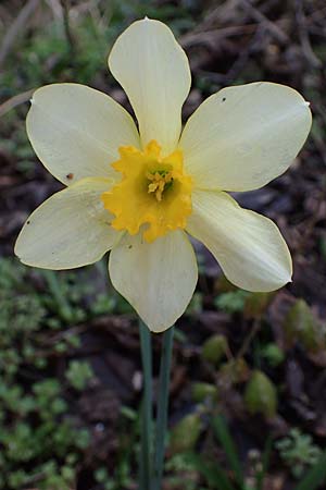 Narcissus x incomparabilis \ Unvergleichliche Narzisse / Non-Such Daffodil, A Wien-Lobau 2.4.2023