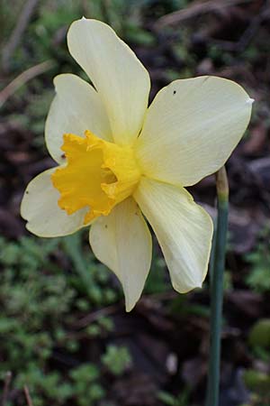 Narcissus x incomparabilis \ Unvergleichliche Narzisse / Non-Such Daffodil, A Wien-Lobau 2.4.2023