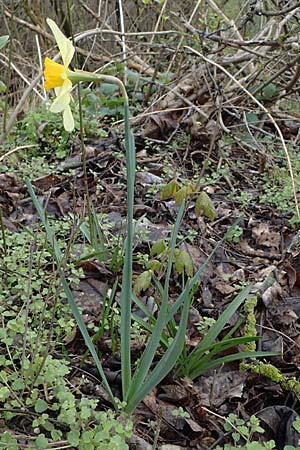 Narcissus x incomparabilis \ Unvergleichliche Narzisse / Non-Such Daffodil, A Wien-Lobau 2.4.2023