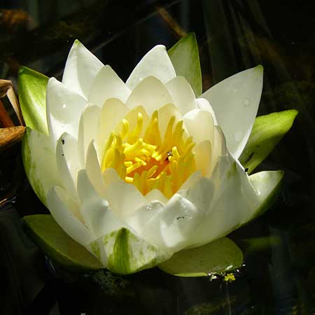 Nymphaea candida \ Gl&auml;nzende Seerose, Kleine Seerose / Water-Lily, A Marienhof 15.6.2026