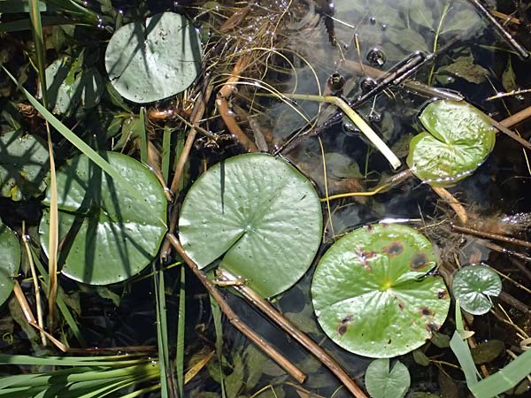 Nymphaea candida \ Gl&auml;nzende Seerose, Kleine Seerose / Water-Lily, A Marienhof 15.6.2026