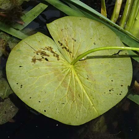 Nymphaea candida \ Gl&auml;nzende Seerose, Kleine Seerose / Water-Lily, A Marienhof 15.6.2026