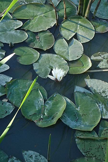 Nymphaea candida \ Gl�nzende Seerose, Kleine Seerose / Water-Lily, A Jauerling 14.8.2026