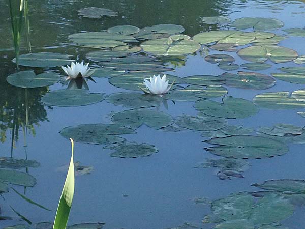 Nymphaea candida \ Gl�nzende Seerose, Kleine Seerose / Water-Lily, A Jauerling 14.8.2026