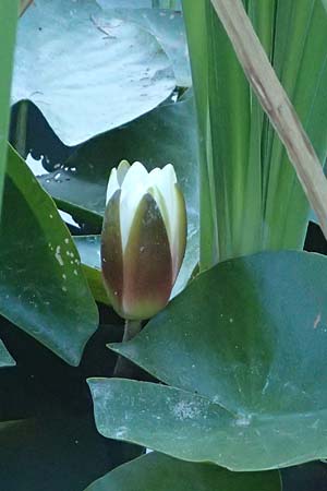 Nymphaea candida \ Gl�nzende Seerose, Kleine Seerose / Water-Lily, A Jauerling 14.8.2026