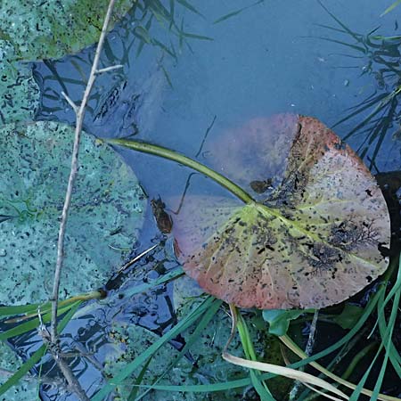Nymphaea candida \ Gl�nzende Seerose, Kleine Seerose / Water-Lily, A Jauerling 14.8.2026