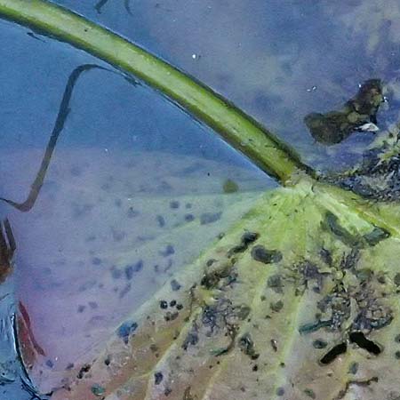 Nymphaea candida \ Gl�nzende Seerose, Kleine Seerose / Water-Lily, A Jauerling 14.8.2026