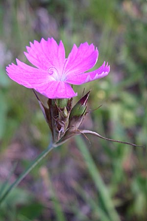 Dianthus carthusianorum subsp. carthusianorum \ Kartuser-Nelke / Carthusian Pink, A Steyr - Tal / Valley 31.5.2008