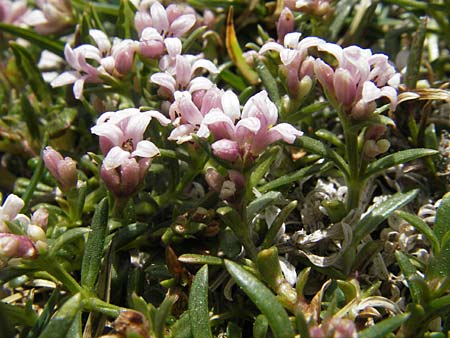 Asperula neilreichii \ Ostalpen-Meier / Neilreich's Woodruff, A Trenchtling 3.7.2010