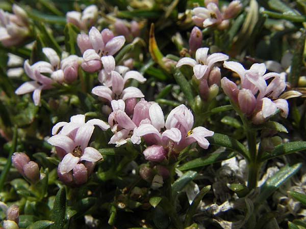 Asperula neilreichii \ Ostalpen-Meier / Neilreich's Woodruff, A Trenchtling 3.7.2010