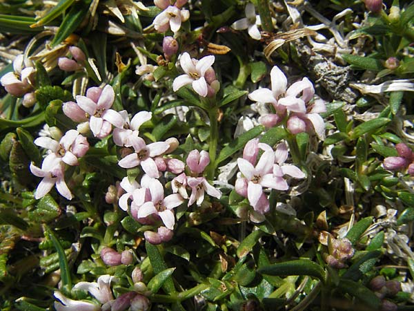 Asperula neilreichii \ Ostalpen-Meier / Neilreich's Woodruff, A Trenchtling 3.7.2010