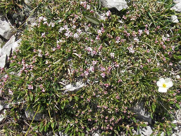 Asperula neilreichii \ Ostalpen-Meier / Neilreich's Woodruff, A Trenchtling 3.7.2010
