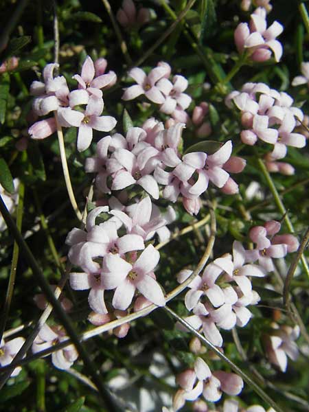 Asperula neilreichii \ Ostalpen-Meier / Neilreich's Woodruff, A Trenchtling 3.7.2010