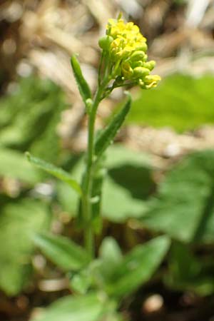 Neslia paniculata \ Finkensame / Ball Mustard, A Weikersdorf am Steinfeld 2.7.2020