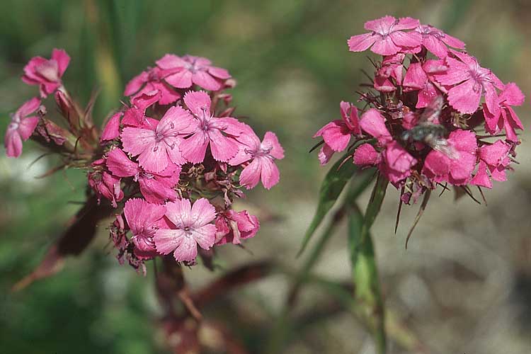 Dianthus barbatus \ Bart-Nelke / Sweet William, A Ost-Tirol Innervillgraten 3.8.2004