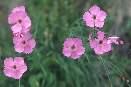 Dianthus sylvestris \ Stein-Nelke / Wood Pink, A Großglockner 4.8.2004