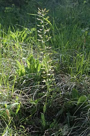 Noccaea goesingensis \ G&ouml;sing-Hellerkraut / Goesing Penny-Cress, A Ternitz 12.5.2025