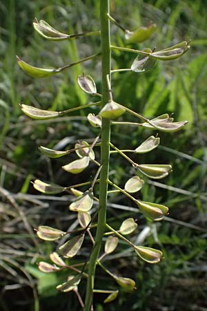 Noccaea goesingensis \ G&ouml;sing-Hellerkraut / Goesing Penny-Cress, A Ternitz 12.5.2025