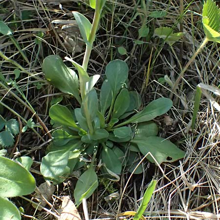 Noccaea goesingensis \ G&ouml;sing-Hellerkraut / Goesing Penny-Cress, A Ternitz 12.5.2025