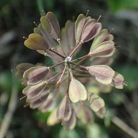 Noccaea goesingensis \ G&ouml;sing-Hellerkraut / Goesing Penny-Cress, A Ternitz 12.5.2025