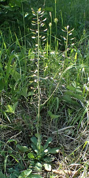 Noccaea goesingensis \ G&ouml;sing-Hellerkraut / Goesing Penny-Cress, A Ternitz 12.5.2025