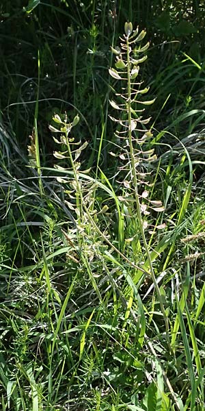 Noccaea goesingensis \ G&ouml;sing-Hellerkraut / Goesing Penny-Cress, A Ternitz 12.5.2025