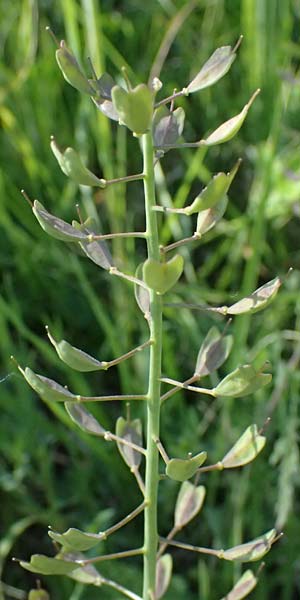 Noccaea goesingensis \ G&ouml;sing-Hellerkraut / Goesing Penny-Cress, A Ternitz 12.5.2025