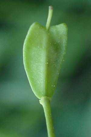 Noccaea goesingensis \ G&ouml;sing-Hellerkraut / Goesing Penny-Cress, A Ternitz 12.5.2025