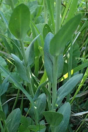 Noccaea goesingensis \ G&ouml;sing-Hellerkraut / Goesing Penny-Cress, A Ternitz 12.5.2025