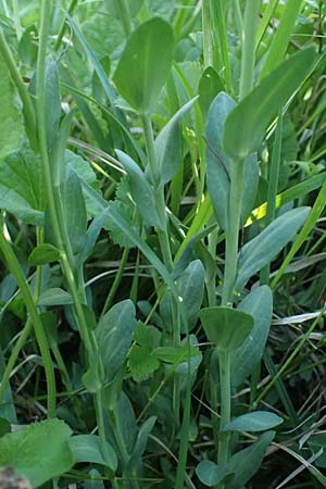 Noccaea goesingensis \ G&ouml;sing-Hellerkraut / Goesing Penny-Cress, A Ternitz 12.5.2025