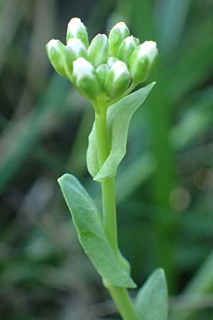 Noccaea goesingensis \ G&ouml;sing-Hellerkraut / Goesing Penny-Cress, A Ternitz 12.5.2025