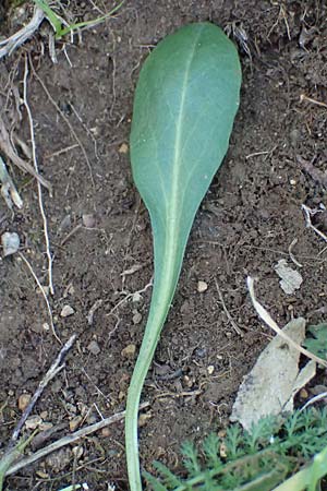 Noccaea goesingensis \ G&ouml;sing-Hellerkraut / Goesing Penny-Cress, A Ternitz 12.5.2025