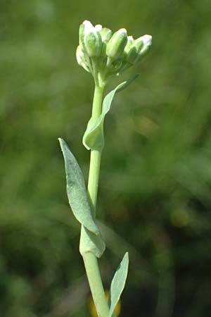 Noccaea goesingensis \ G&ouml;sing-Hellerkraut / Goesing Penny-Cress, A Ternitz 12.5.2025
