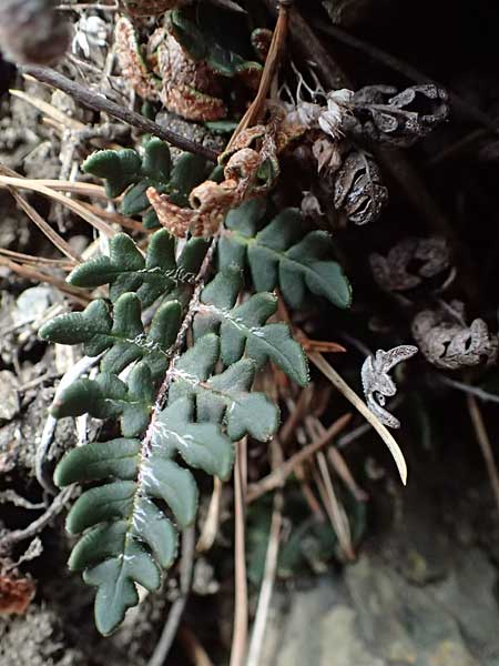 Paragymnopteris marantae \ Marantas Schuppenfarn / Maranta's Lip Fern, A Melk 5.3.2024
