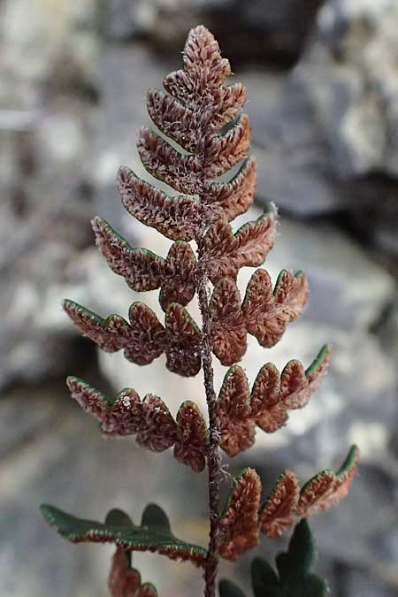 Paragymnopteris marantae \ Marantas Schuppenfarn / Maranta's Lip Fern, A Melk 5.3.2024