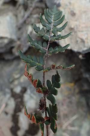 Paragymnopteris marantae \ Marantas Schuppenfarn / Maranta's Lip Fern, A Melk 5.3.2024
