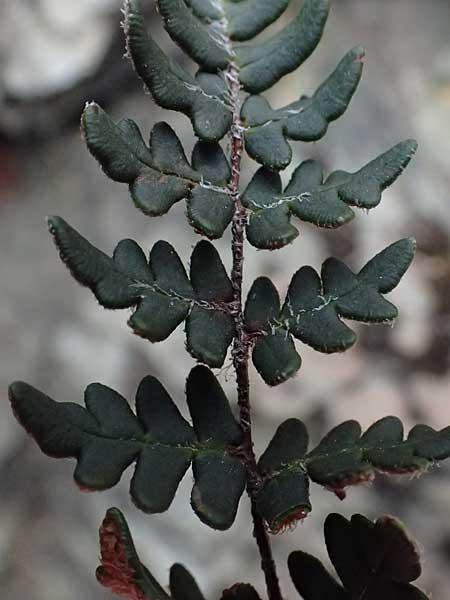 Paragymnopteris marantae \ Marantas Schuppenfarn / Maranta's Lip Fern, A Melk 5.3.2024