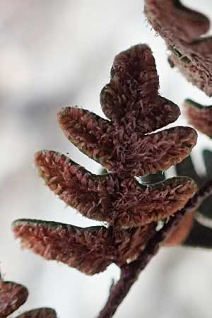 Paragymnopteris marantae \ Marantas Schuppenfarn / Maranta's Lip Fern, A Melk 5.3.2024