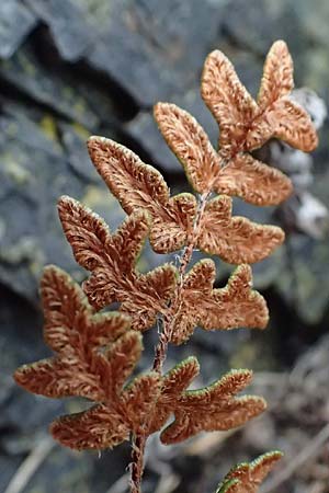 Paragymnopteris marantae \ Marantas Schuppenfarn / Maranta's Lip Fern, A Melk 5.3.2024