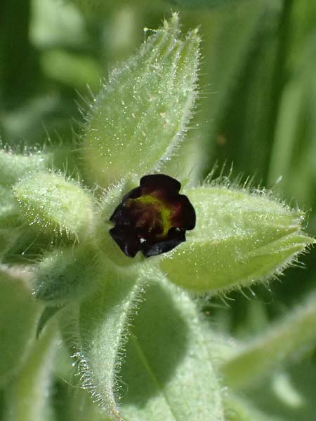 Nonea pulla \ Braunes Mnchskraut / Brown Nonea, A Ottenthal 11.5.2025