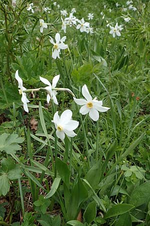 Narcissus radiiflorus \ Stern-Narzisse / Narrow-Leaved Narcissus, A Kärnten/Carinthia, Feistritz im Rosental 17.5.2016