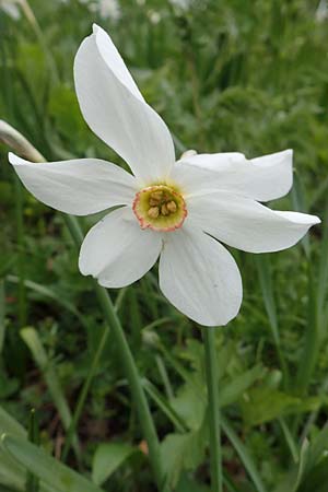 Narcissus radiiflorus \ Stern-Narzisse / Narrow-Leaved Narcissus, A Kärnten/Carinthia, Feistritz im Rosental 17.5.2016